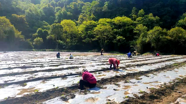 筑牢生命线 握紧粮袋子——吉安市永新县三湾乡疫情防控和农业生产两手抓、两不误