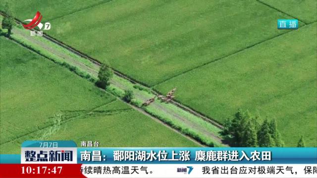 南昌：鄱阳湖水位上涨 麋鹿群进入农田