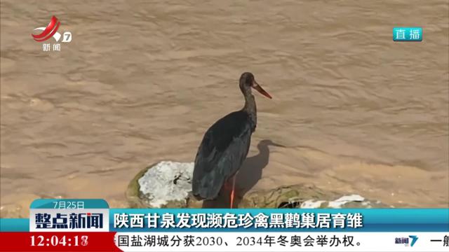 陕西甘泉发现濒危珍禽黒鹳巢居育雏