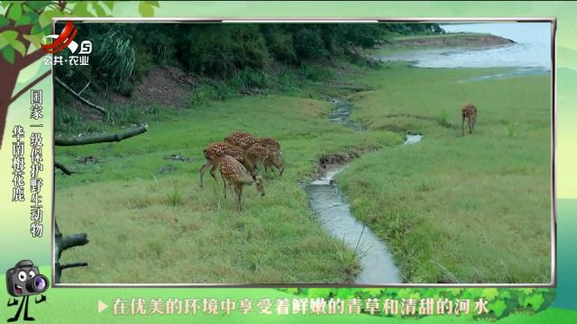 绿野秘踪20240725