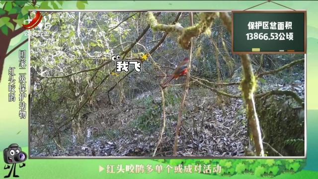 绿野秘踪20240714