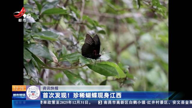 首次发现！ 珍稀蝴蝶现身江西
