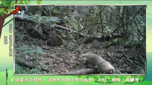 绿野秘踪20240717