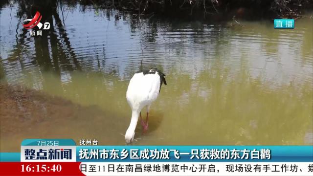 抚州市东乡区成功放飞一只获救的东方白鹳