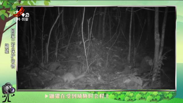 绿野秘踪20240720