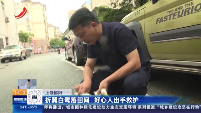 上饶鄱阳：折翼白鹭落田间 好心人出手救护