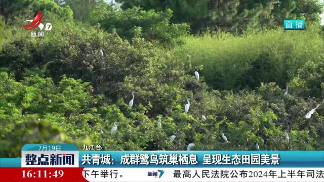 共青城：成群鹭鸟筑巢栖息 呈现生态田园美景
