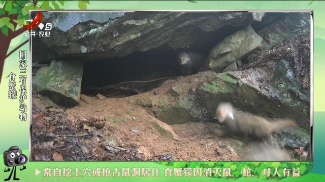 绿野秘踪20240709