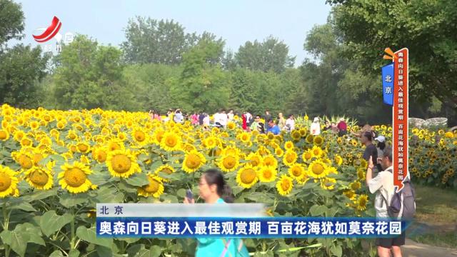 北京：奥森向日葵进入最佳观赏期 百亩花海犹如莫奈花园