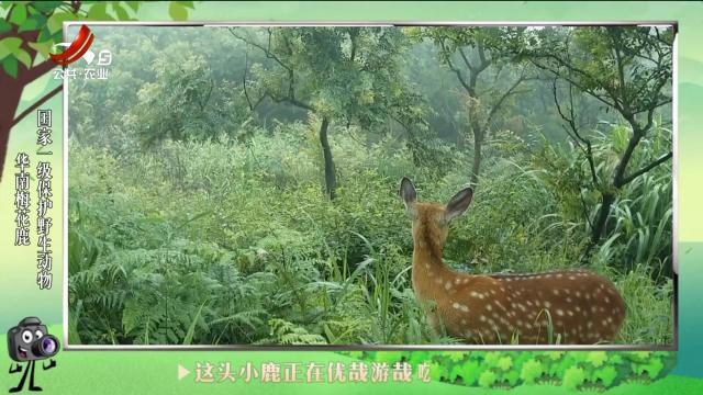 绿野秘踪20240722