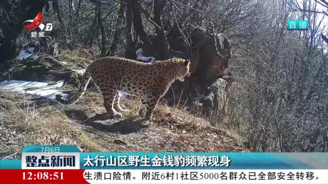 太行山区野生金钱豹频繁现身
