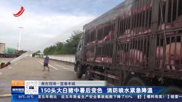 【救在现场】宜春丰城：150头大白猪中暑后变色 消防喷水紧急降温