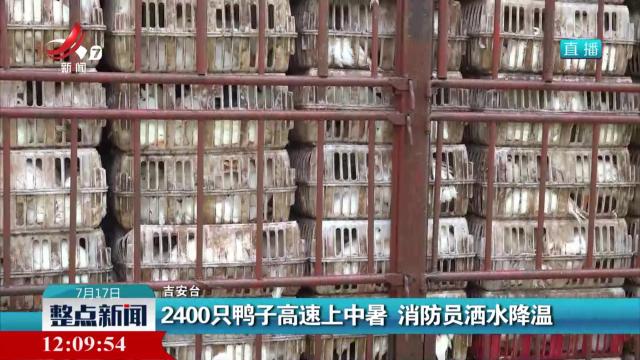 2400只鸭子高速上中暑 消防员洒水降温