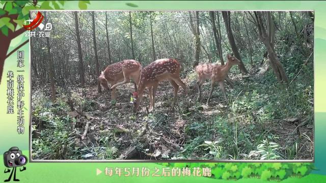 绿野秘踪20240723