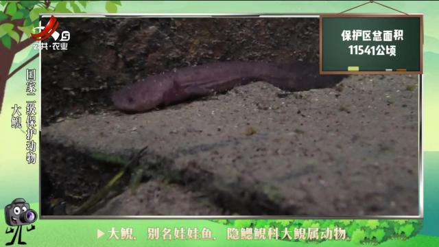 绿野秘踪20240702