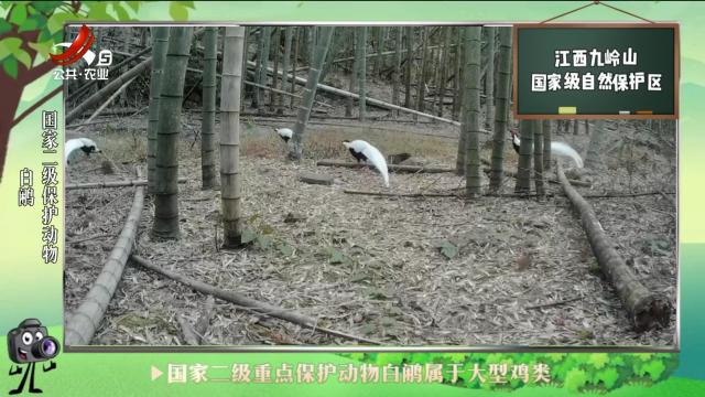 绿野秘踪20240703