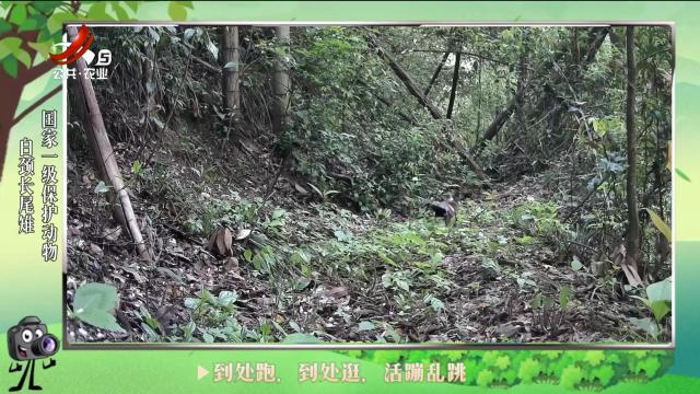 绿野秘踪20240706