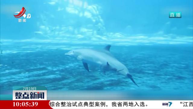 国际海豚交流项目获重大突破 瓶鼻海豚通过人工繁育成功产仔