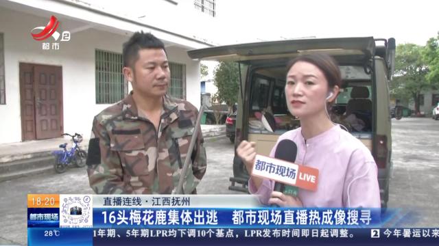 【直播连线】江西抚州：16头梅花鹿集体出逃 都市现场直播热成像搜寻