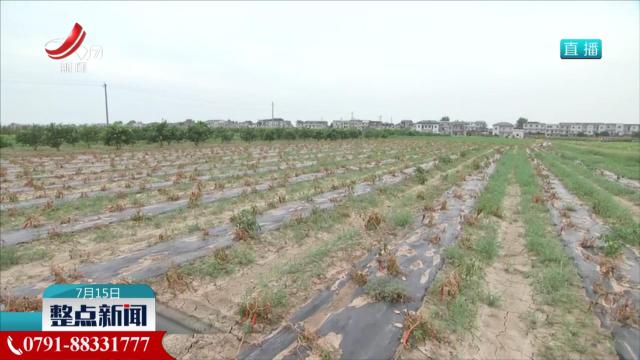 沿长江鄱阳湖地区加快灾后恢复生产