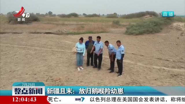 新疆且末：放归鹅喉羚幼崽