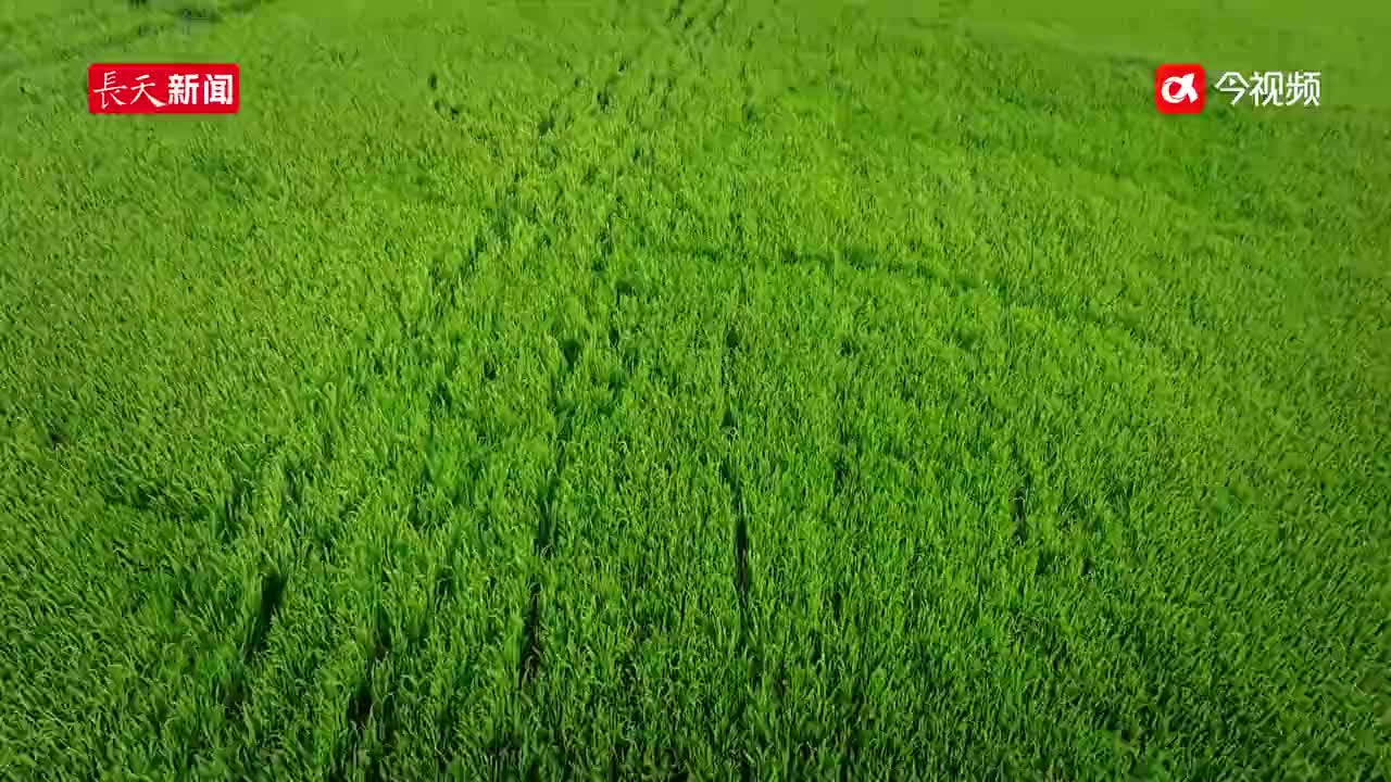 鄱阳湖麋鹿 在稻田住了半个多月