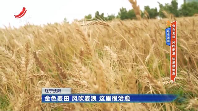 辽宁沈阳：金色麦田 风吹麦浪 这里很治愈