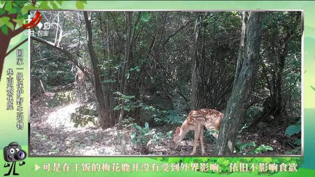 绿野秘踪20240721