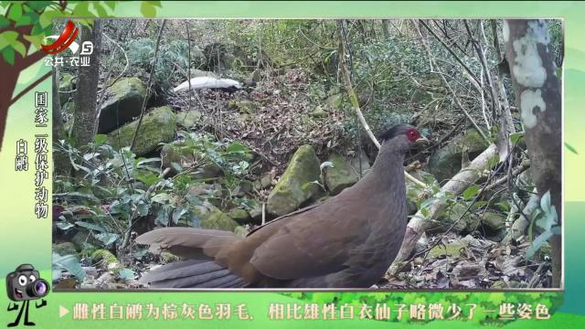 绿野秘踪20240719