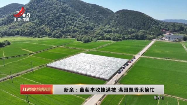 新余：葡萄丰收挂满枝 满园飘香采摘忙