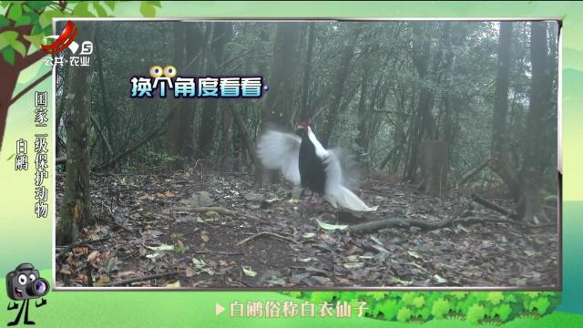 绿野秘踪20240627