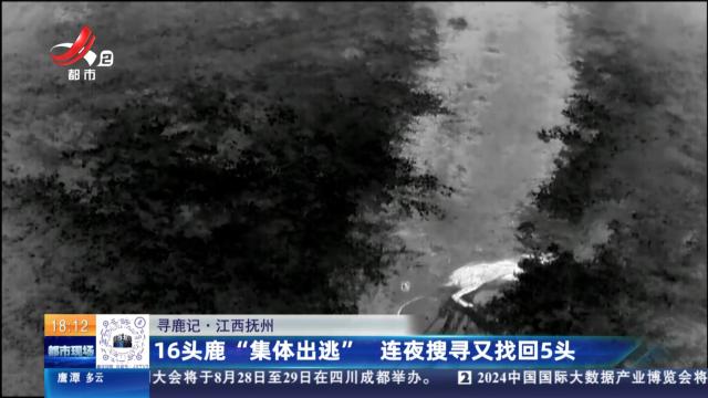 【寻鹿记】江西抚州：16头鹿“集体出逃” 连夜搜寻又找回5头
