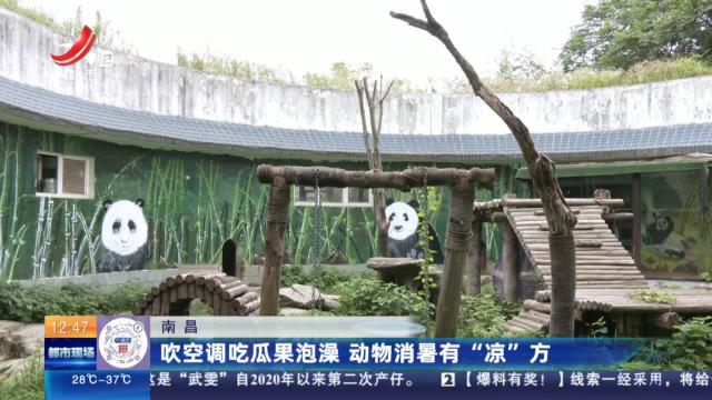 南昌：吹空调吃瓜果泡澡 动物消署有“凉”方