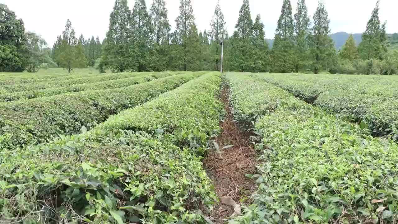江西浮梁：3万亩夏秋茶进入采收季