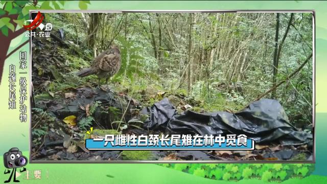 绿野秘踪20240711