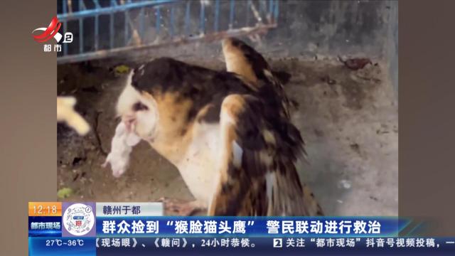 赣州于都：群众捡到“猴脸猫头鹰” 警民联动进行救治