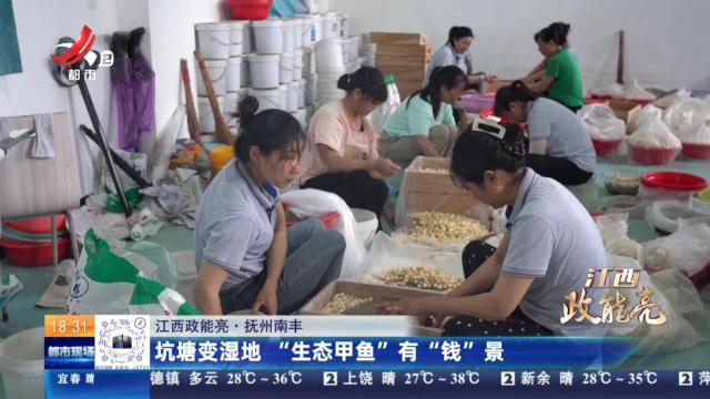 【江西政能亮】抚州南丰：坑塘变湿地 “生态甲鱼”有“钱”景