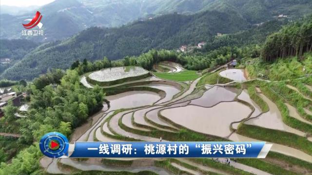 社会传真20240727 一线调研：桃源村的“振兴密码”