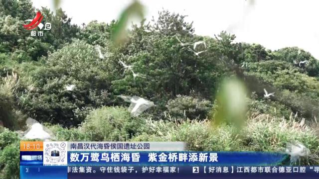 南昌汉代海昏侯国遗址公园：数万鹭鸟栖海昏 紫金桥畔添新景