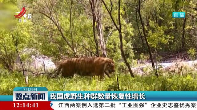 我国虎野生种群数量恢复性增长