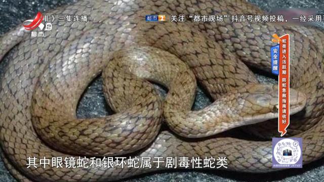 安全提醒——蛇类进入活跃期 防蛇急救指南请收好