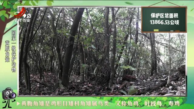 绿野秘踪20240712
