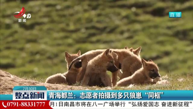 青海都兰：志愿者拍摄到多只狼崽“同框”