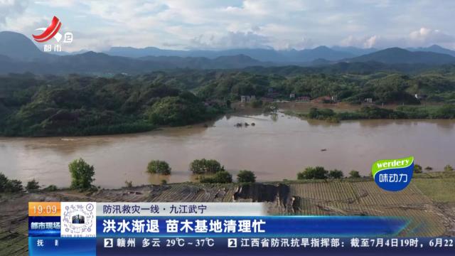 【防汛救灾一线】九江武宁：洪水渐退 苗木基地清理忙