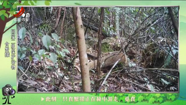 绿野秘踪20240716