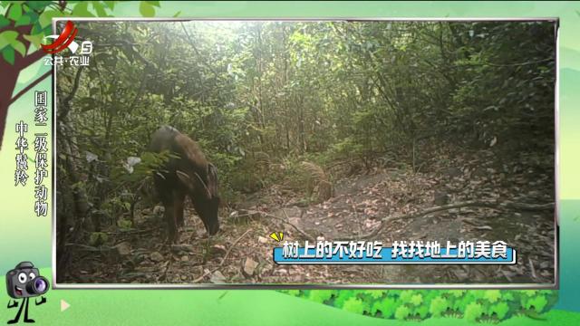 绿野秘踪20240715