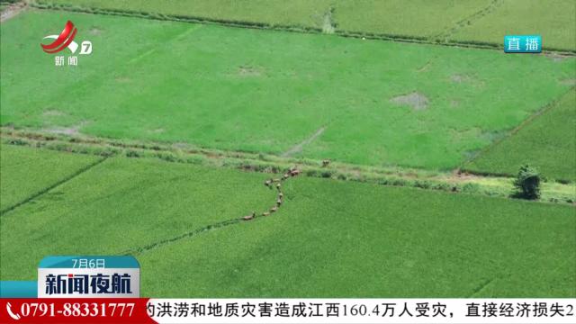 南昌：鄱阳湖水位上涨 麋鹿群进入农田