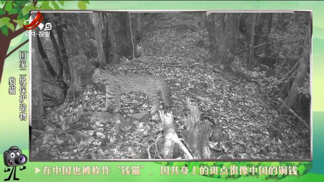 绿野秘踪20240629