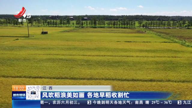 江西：风吹稻浪美如画 各地早稻收割忙