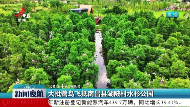 大批鹭鸟飞抵南昌县湖陂村水杉公园